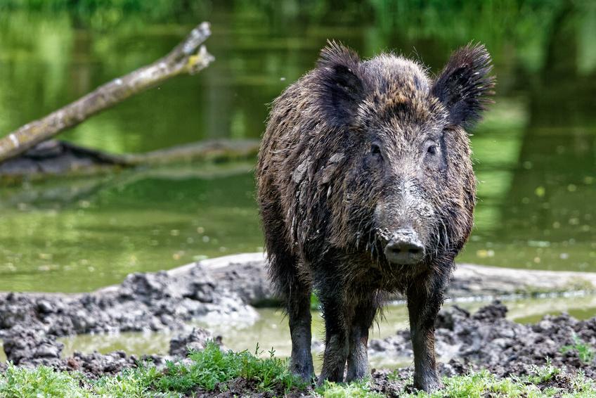 Peste porcine africaine 